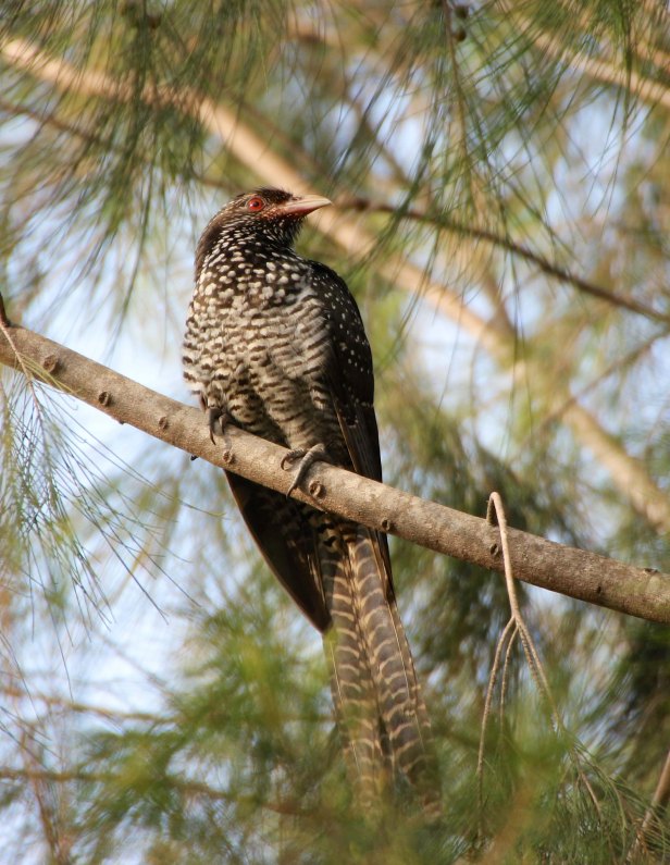 Asian Koel (Female)