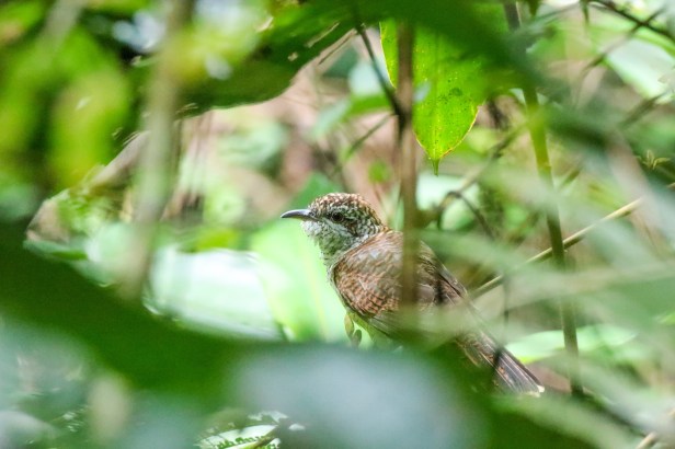 Banded Bay-Cuckoo