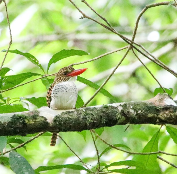 Banded Kingfisher