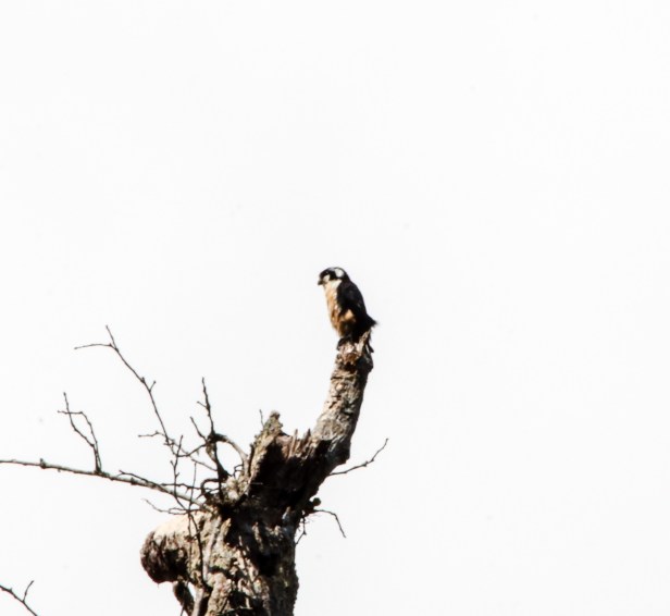 Black-thighed Falconet