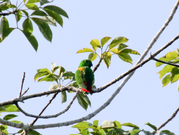 Blue-crowned Hanging Parrot