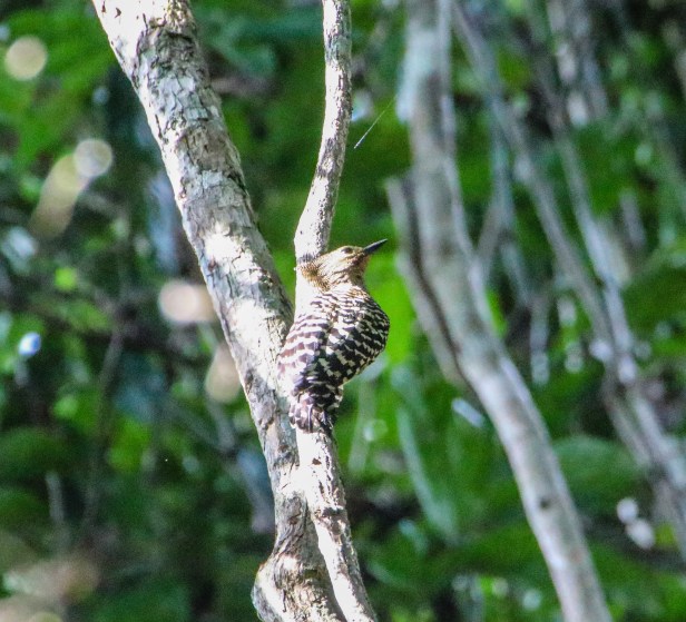 Buff-rumped Woodpecker