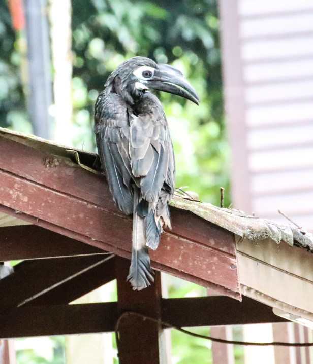 Bushy-created Hornbill