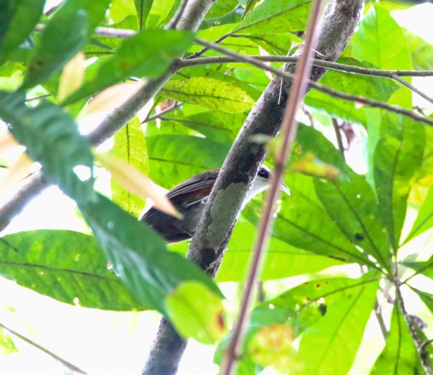 Chestnut-backed Scimitar Babbler.jpg