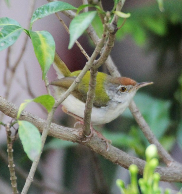 Common Tailorbird (3)