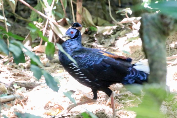 Crested Fireback (M)