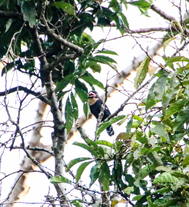 Dusky Broadbill 1