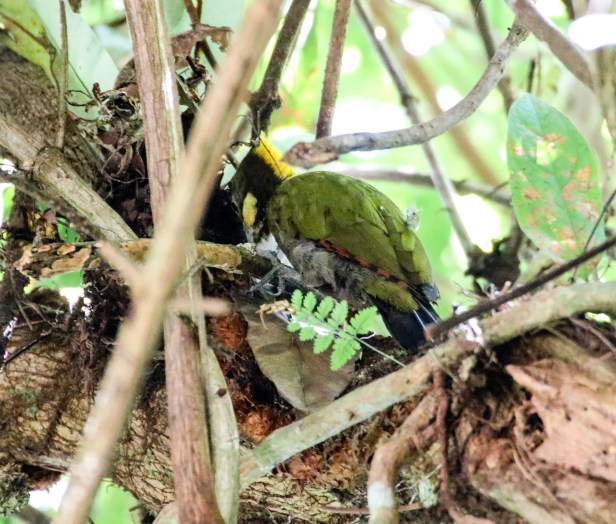 Greater Yellownape
