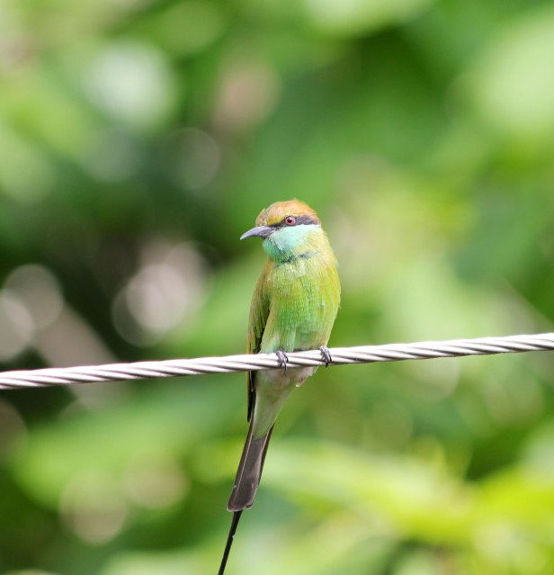 Green Bee-eater