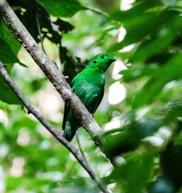 Green Broadbill