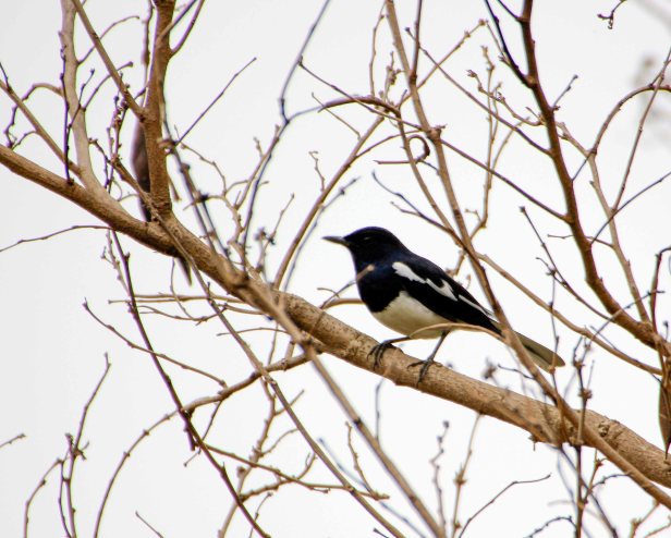 Oriental Magpie-Robin