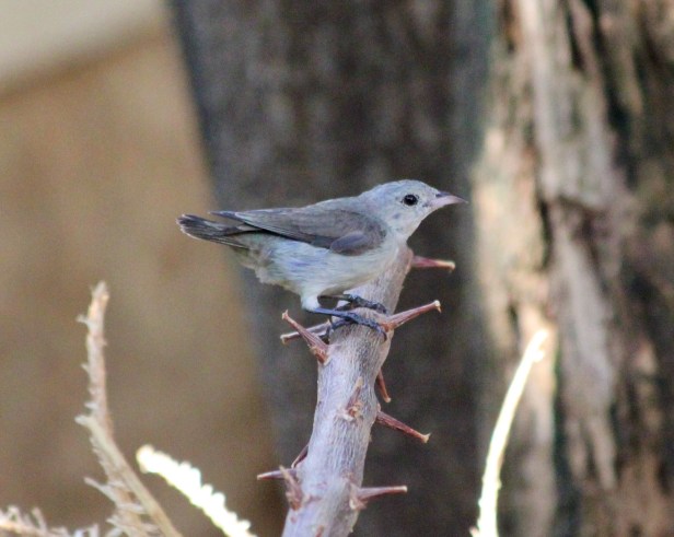 Pale-billed Flowerpecker (1)