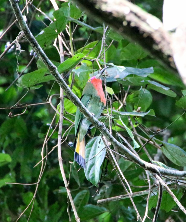 Red-bearded Bee-eater