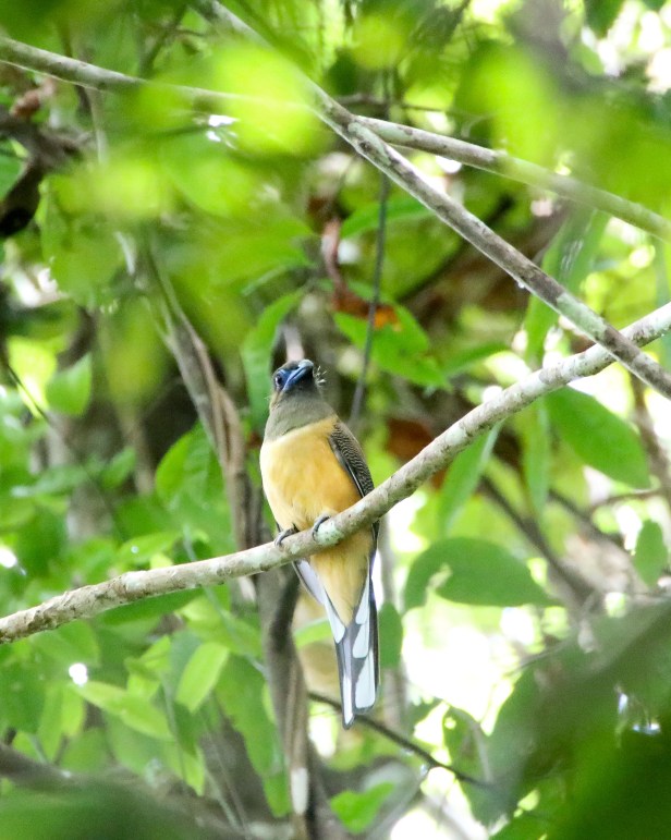 Red-naped Trogon (F)
