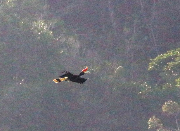 Rhinocerous Hornbill 1