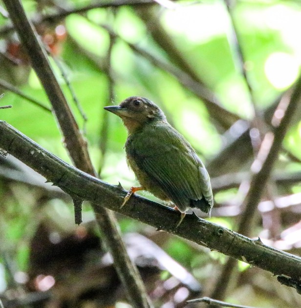 Rufous Piculet