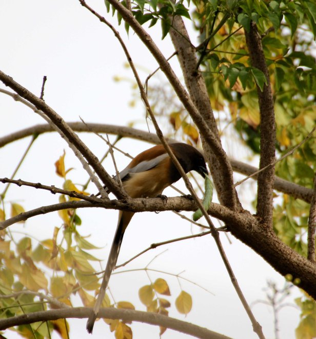 Rufous Treepie