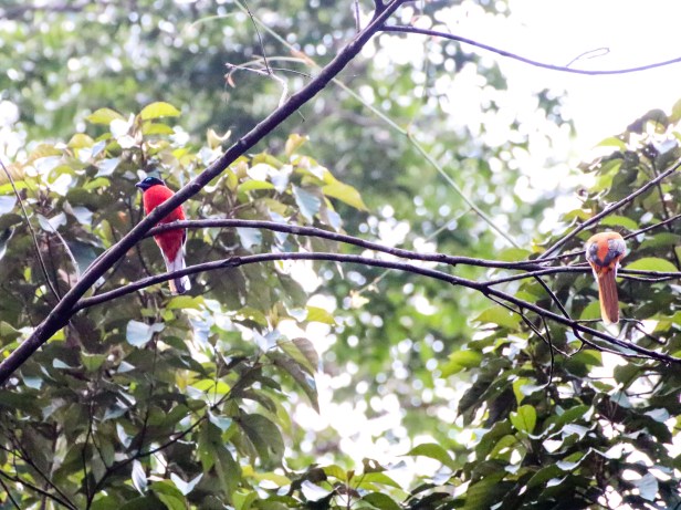 Scarlet-rumped Trogon (M &amp; F)