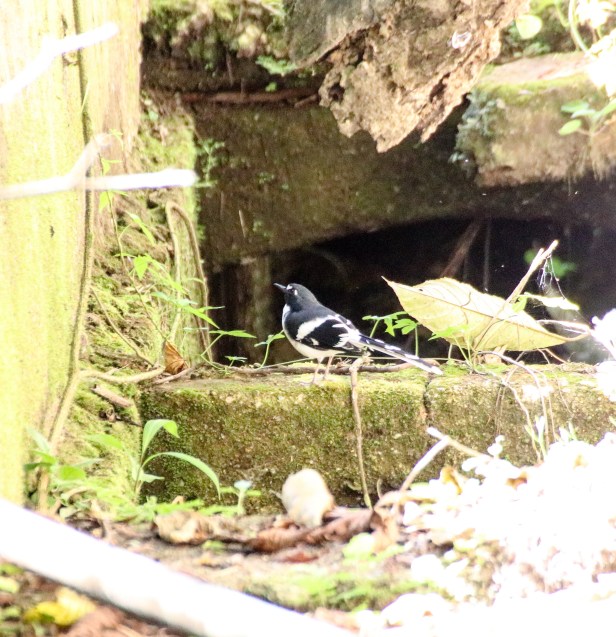 Slaty-backed Forktail