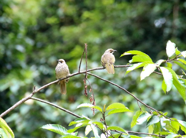 Straw-headed Bulbul