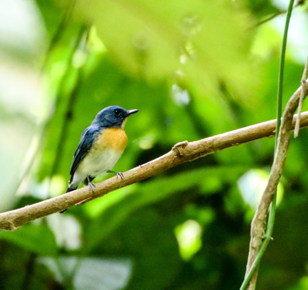 Tickell's Blue Flycatcher