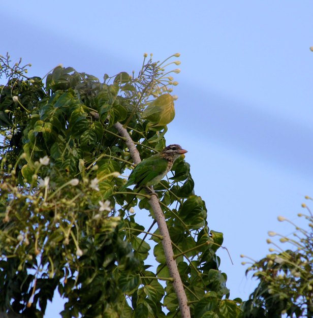 White-cheeked Barbet