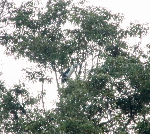 White-crowned Hornbill
