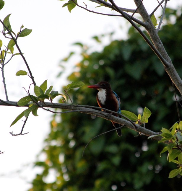 White-throated Kingfisher
