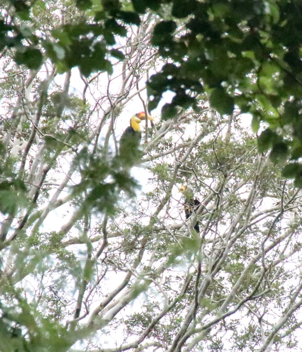 Wrinkled Hornbill (M)