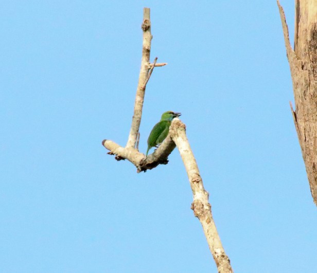 Yellow-crowned Barbet-2