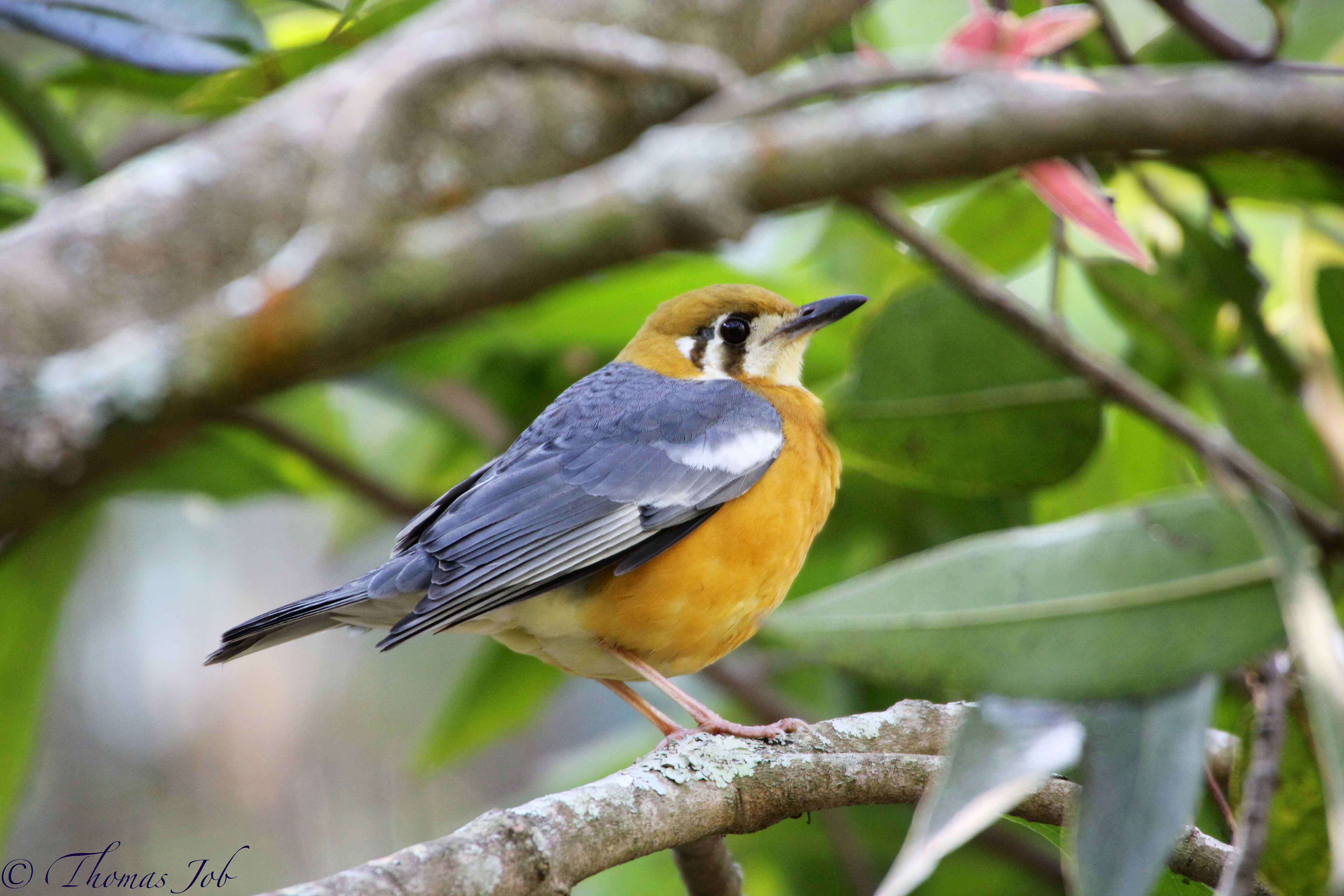 Orange-headed Thrush