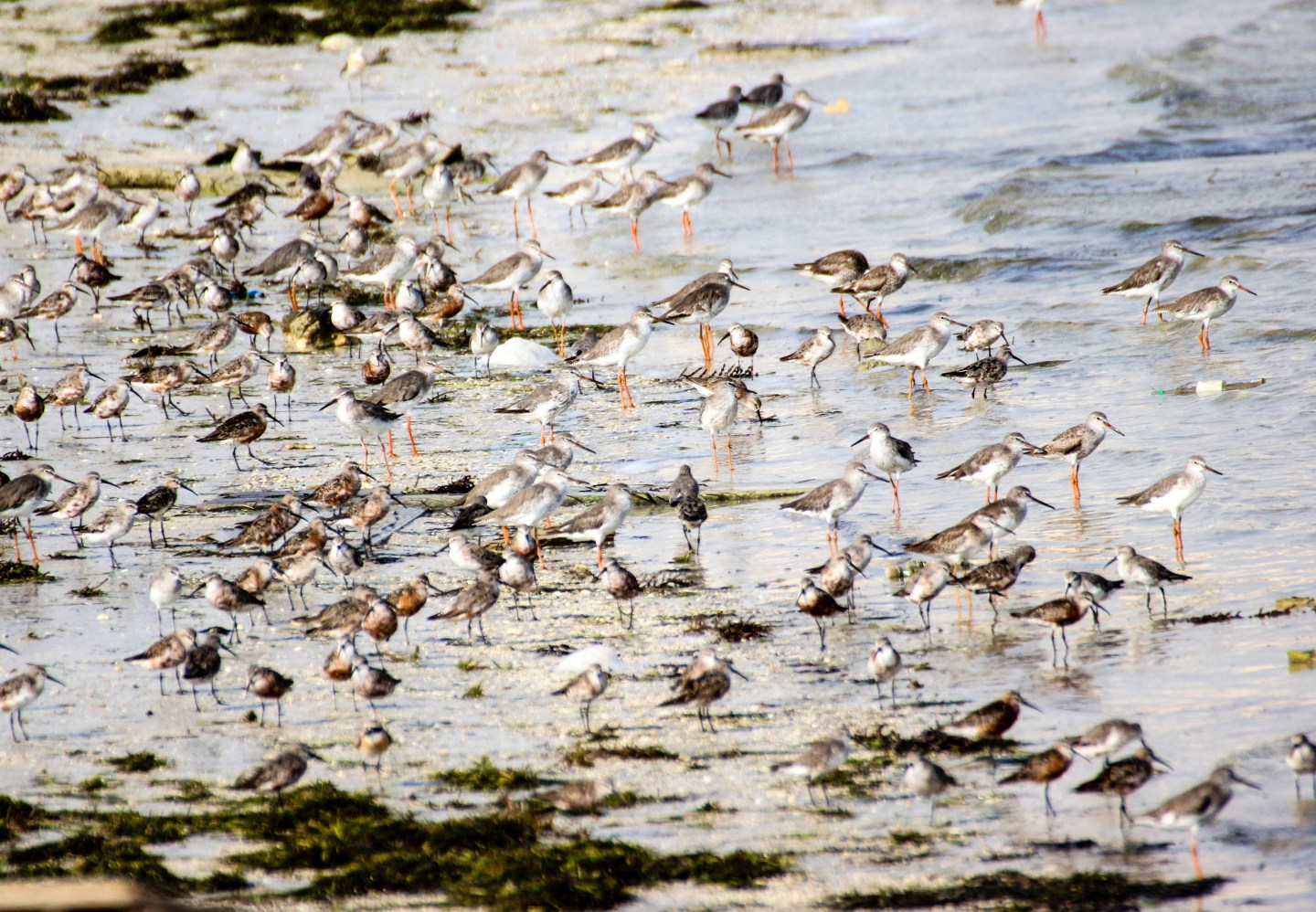 Birds of Bahrain – Mad about Birding and Travel
