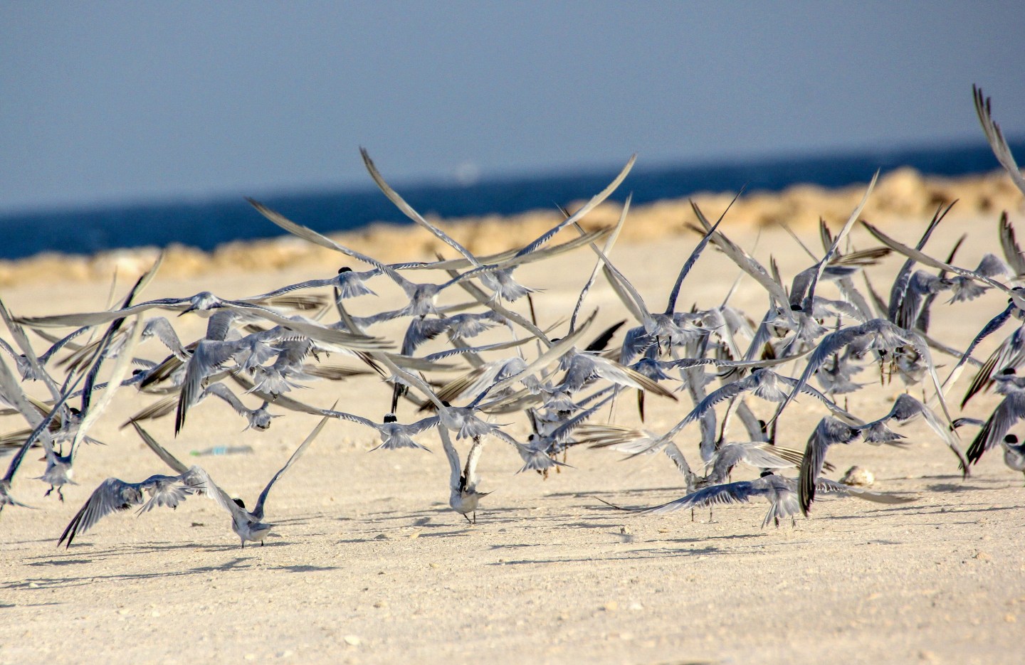 Birds of Bahrain – Mad about Birding and Travel