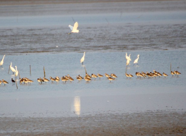 Black-tailed Godwit Flock