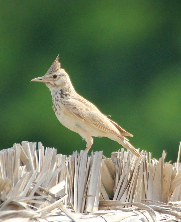 Crested Lark.jpg