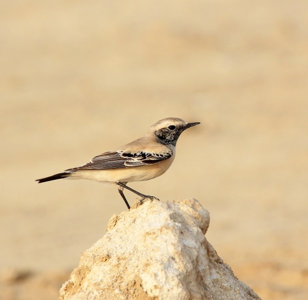 Desert Wheatear (M).jpg