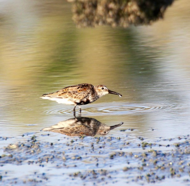 Dunlin.jpg