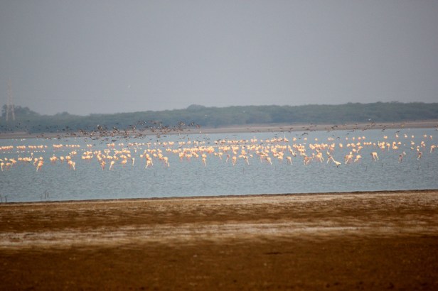 Flamingo Flock