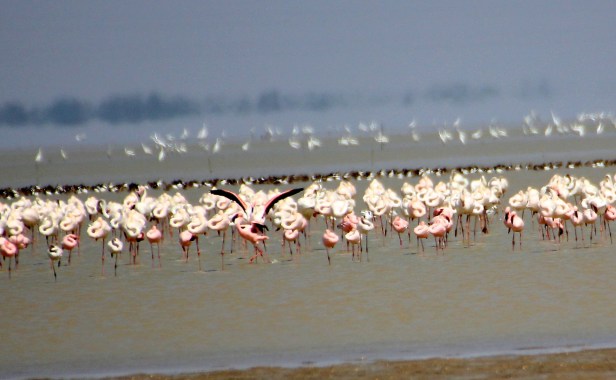 Flamingos