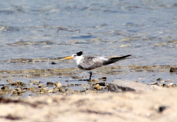Lesser Crested Tern