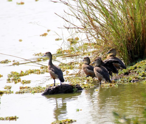 Lesser Whistling Duck