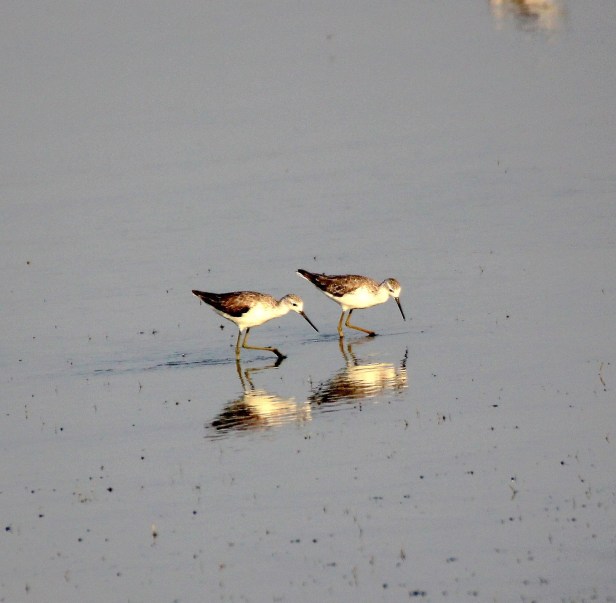 Marsh Sandpiper