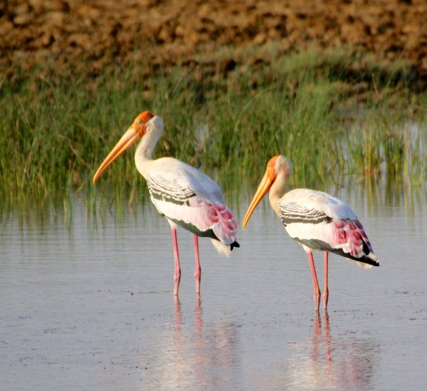 Painted Stork