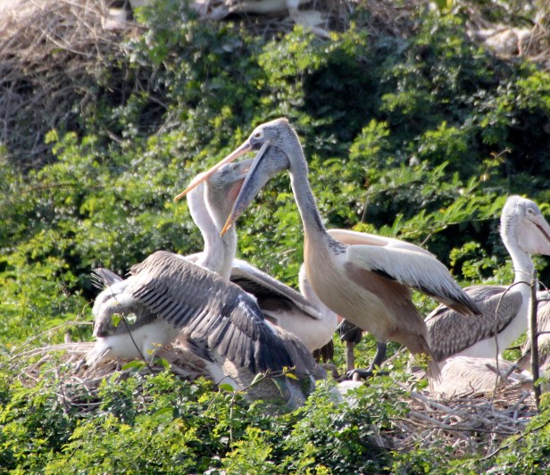 Pelican Feeding 03