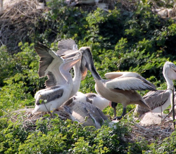 Pelican Feeding 06