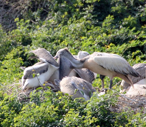 Pelican Feeding 13