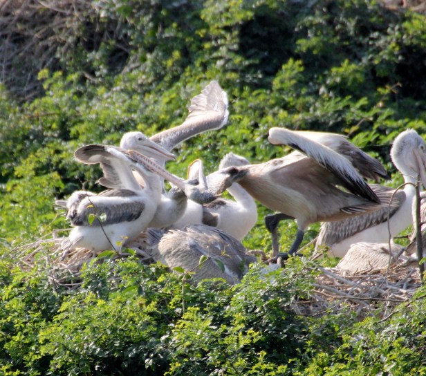 Pelican Feeding 15