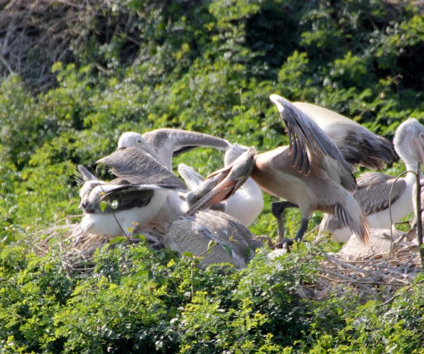 Pelican Feeding 16