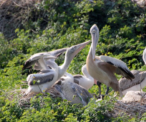 Pelican Feeding 17