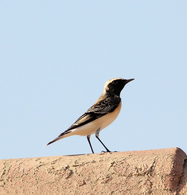 Pied Wheatear (M).jpg